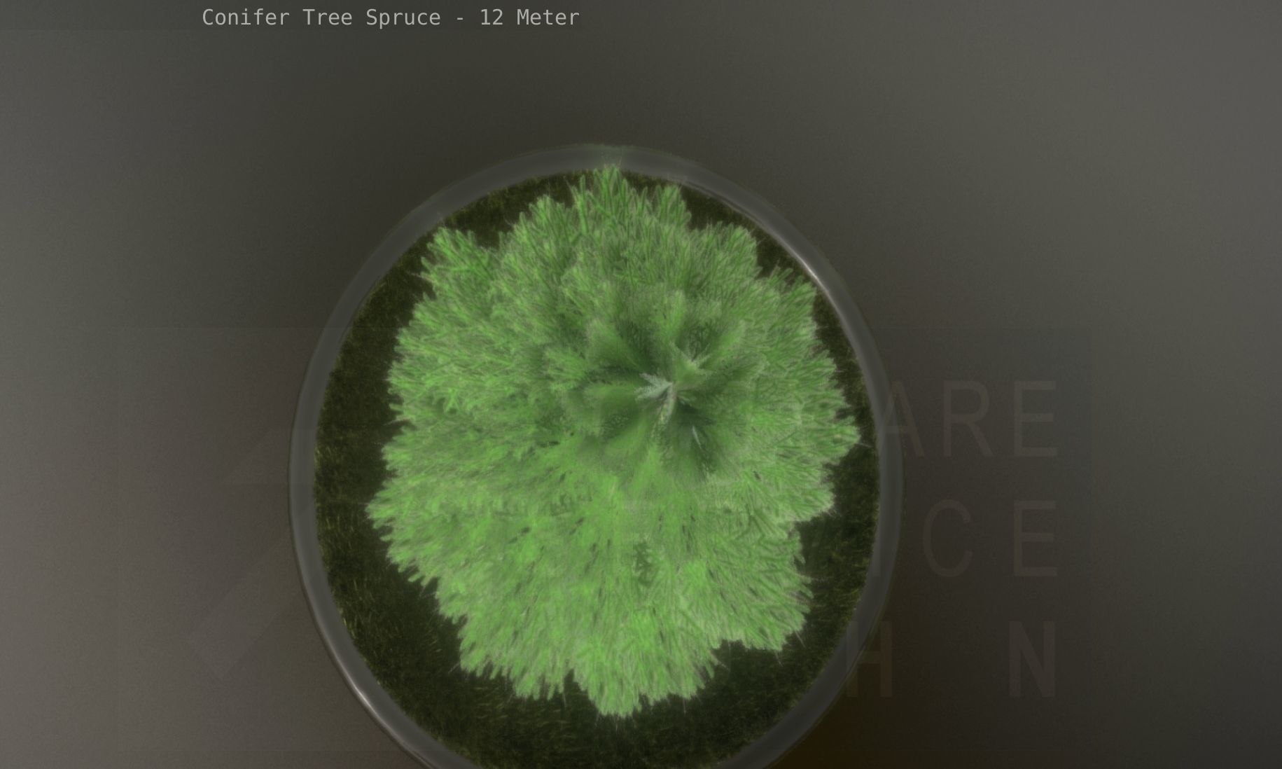 Conifer Tree Spruce - 12 Meter Low-poly 3D model_7