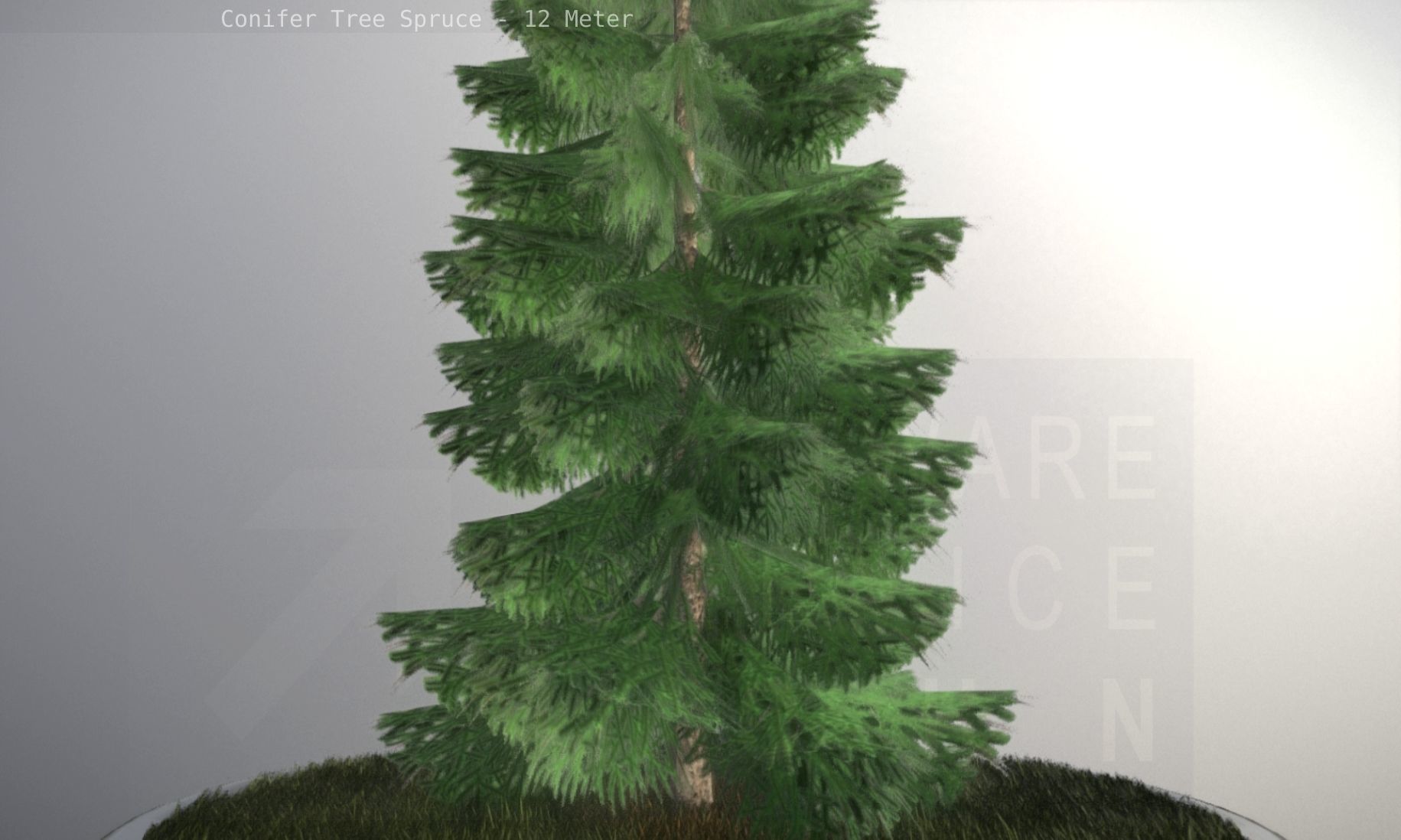 Conifer Tree Spruce - 12 Meter Low-poly 3D model_57