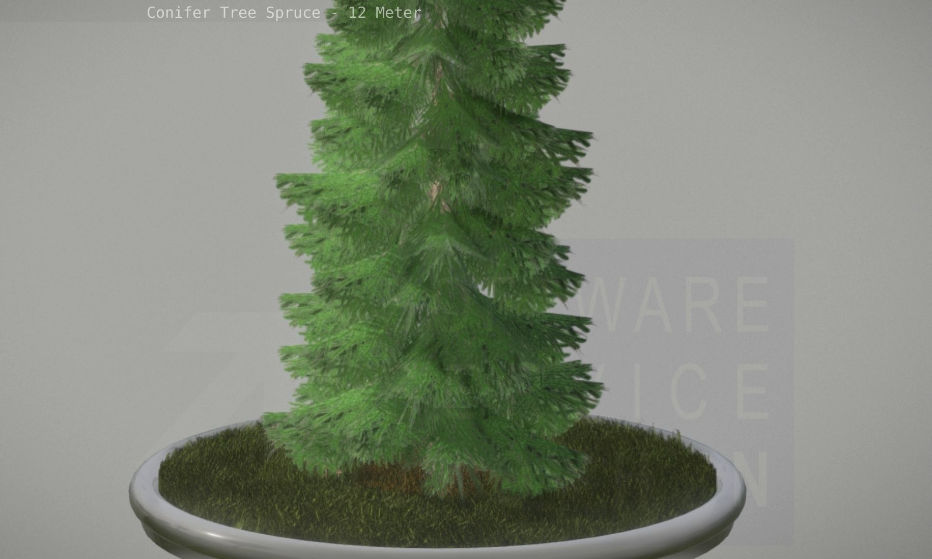 Conifer Tree Spruce - 12 Meter Low-poly 3D model_1