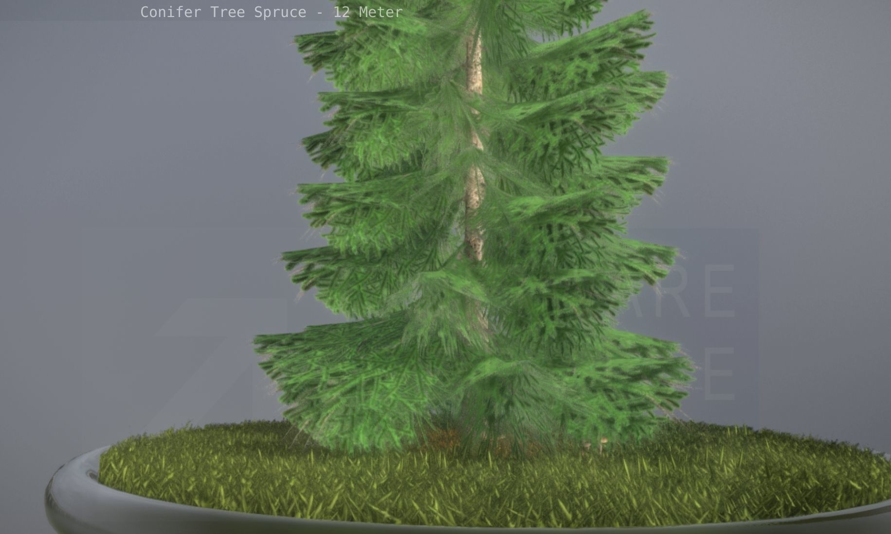 Conifer Tree Spruce - 12 Meter Low-poly 3D model_59