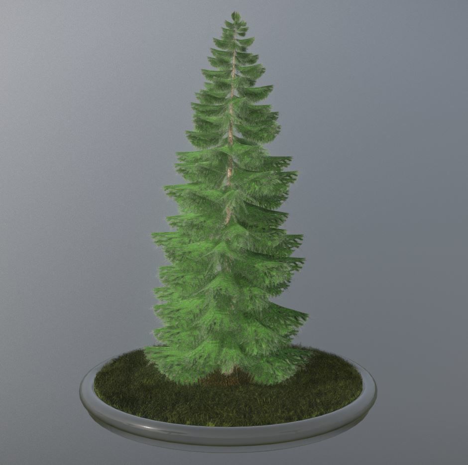 Conifer Tree Spruce - 12 Meter Low-poly 3D model_33