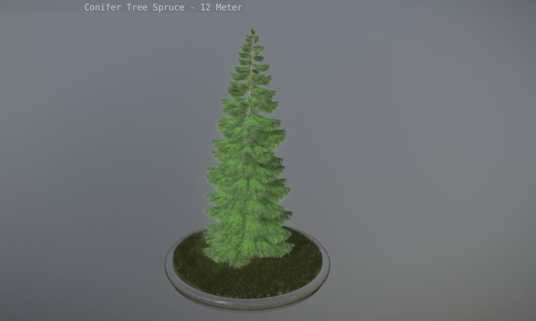 Conifer Tree Spruce - 12 Meter Low-poly 3D model_18