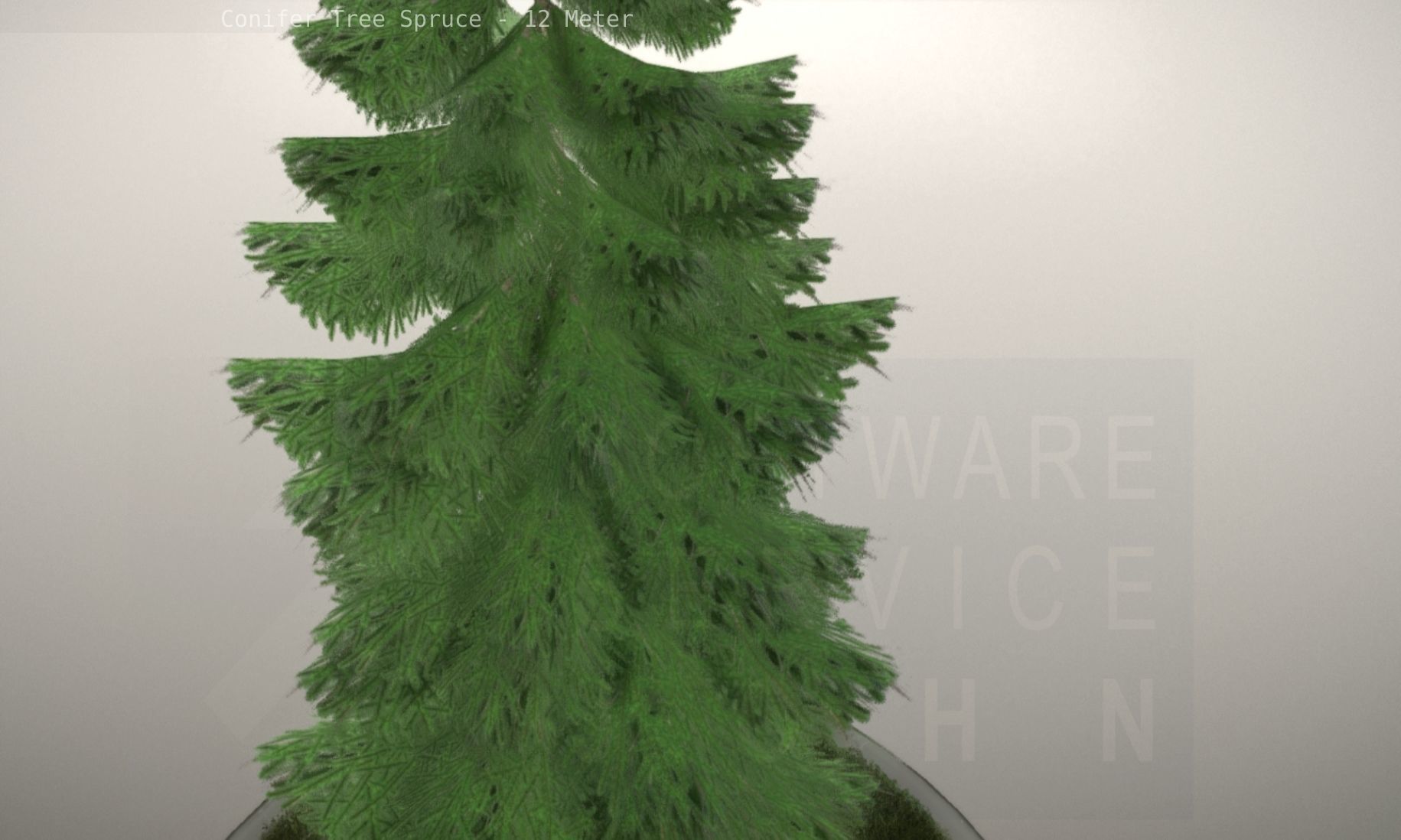Conifer Tree Spruce - 12 Meter Low-poly 3D model_10