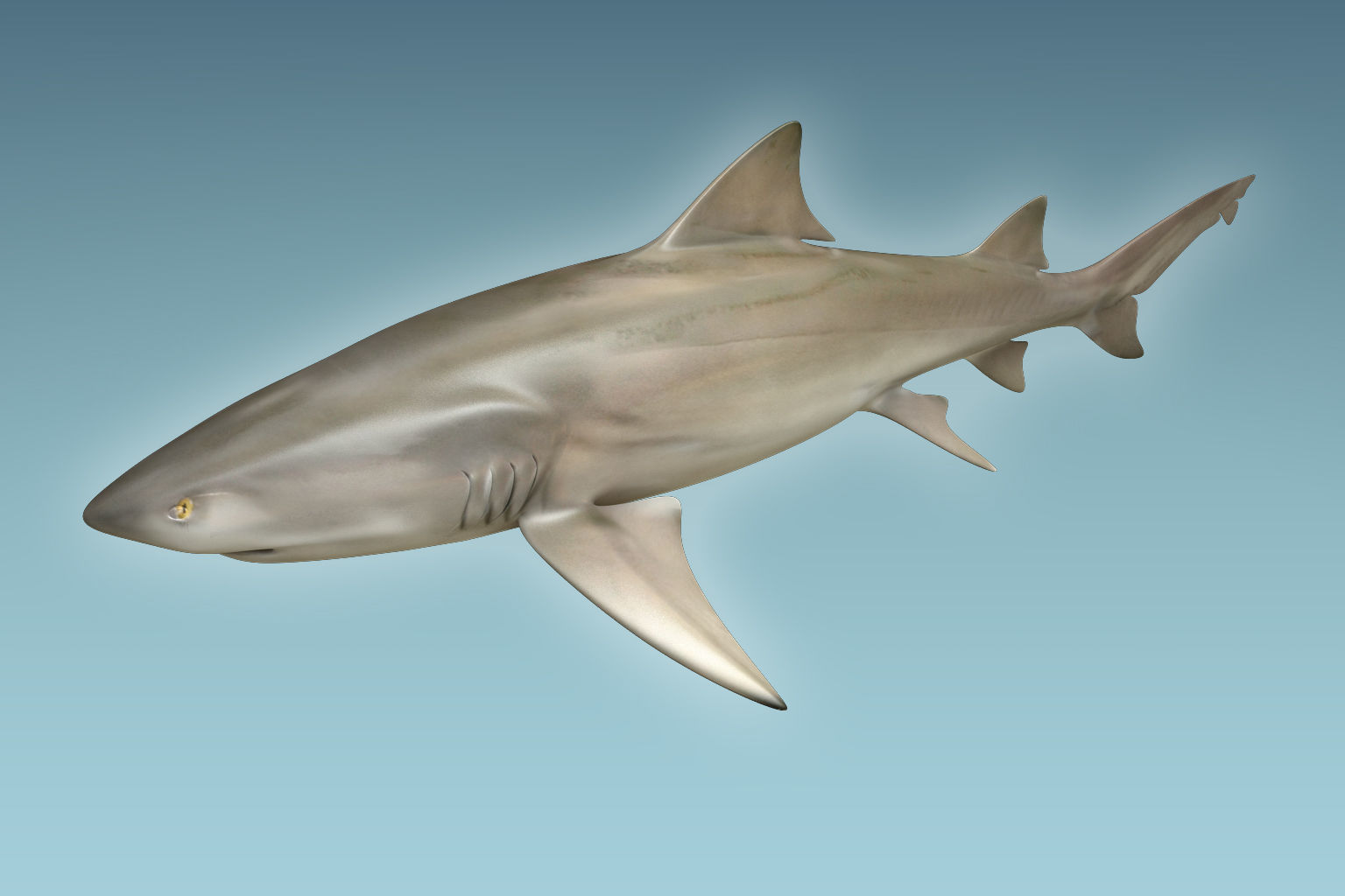 Lemon Shark 3D model_2