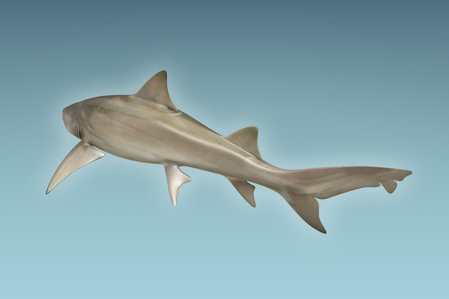Lemon Shark 3D model_3