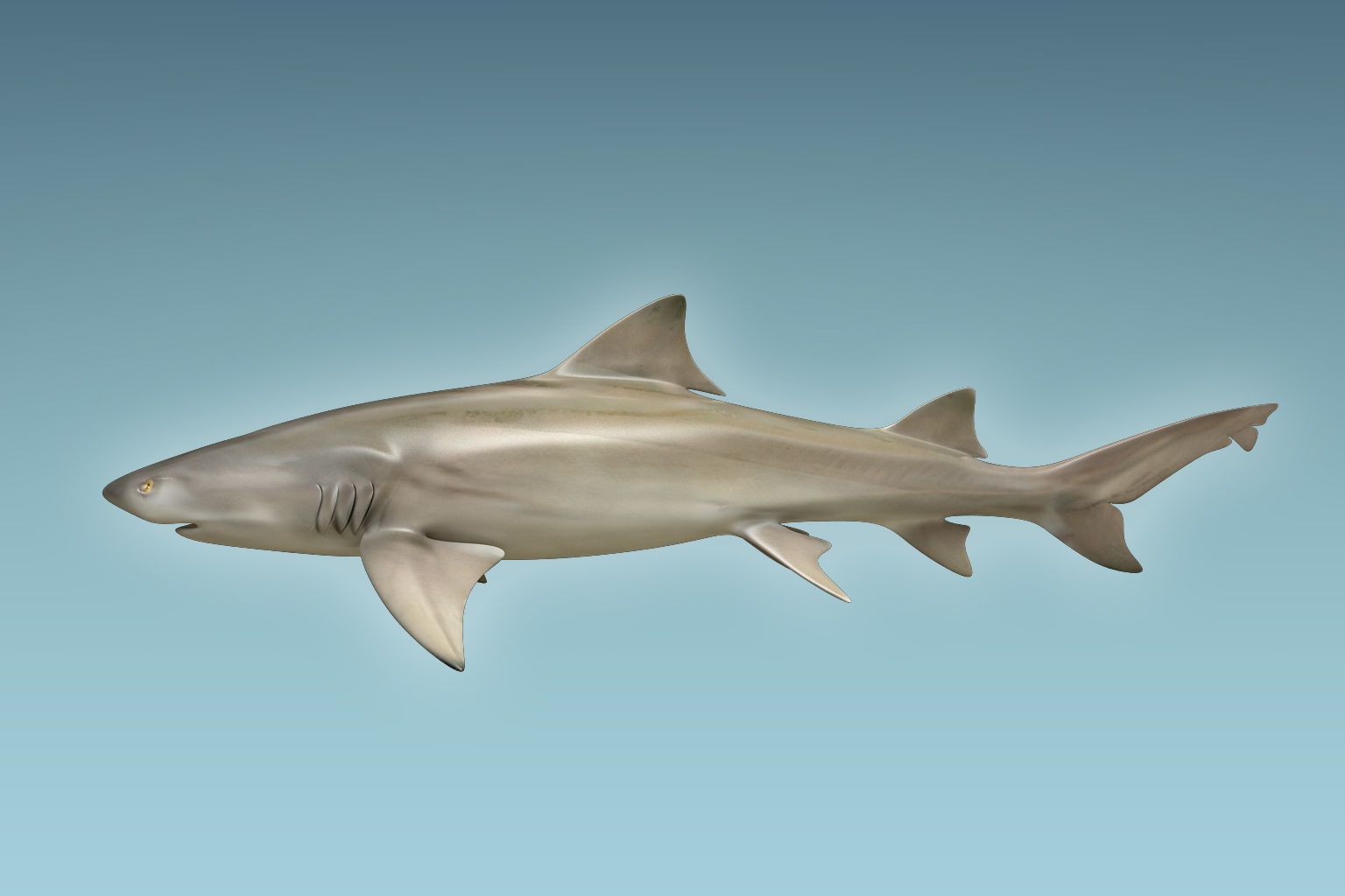 Lemon Shark 3D model_1