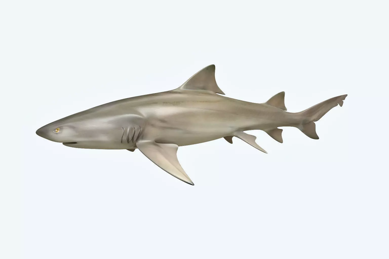 Lemon Shark 3D model_0