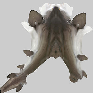 Lemon Shark 3D model_9