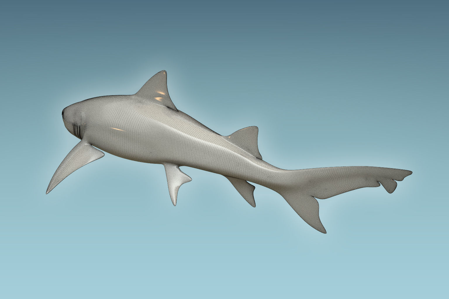 Lemon Shark 3D model_7