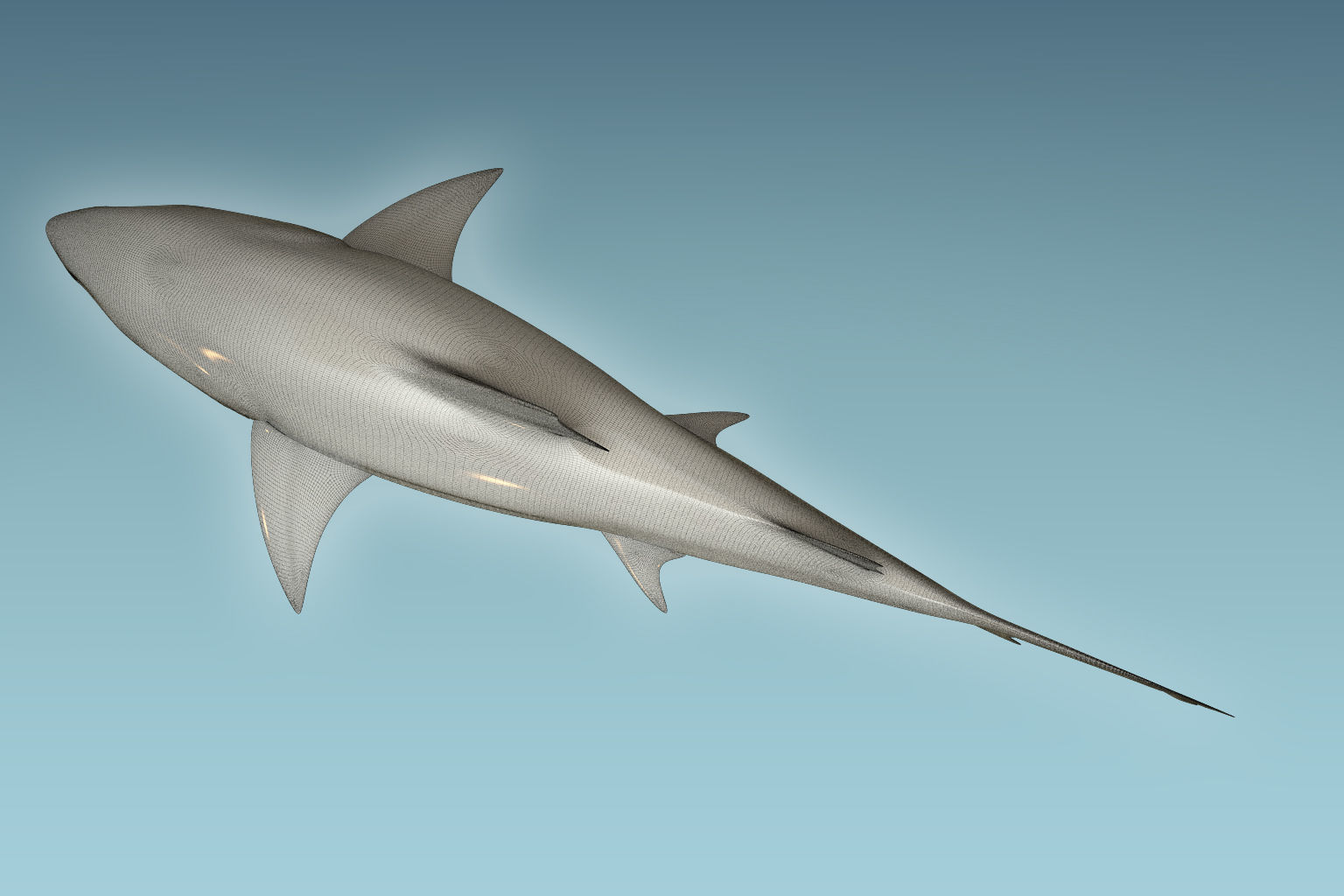 Lemon Shark 3D model_8