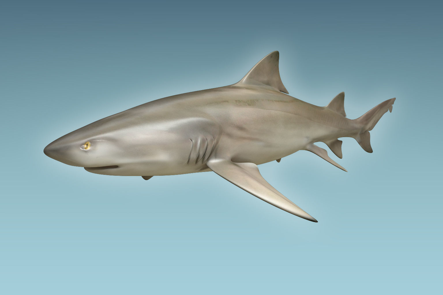 Lemon Shark 3D model_4