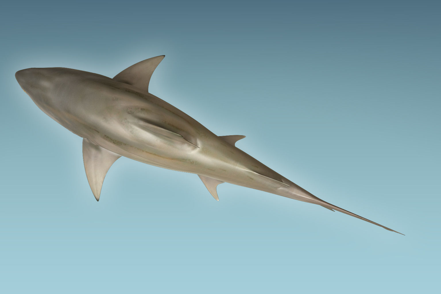 Lemon Shark 3D model_5