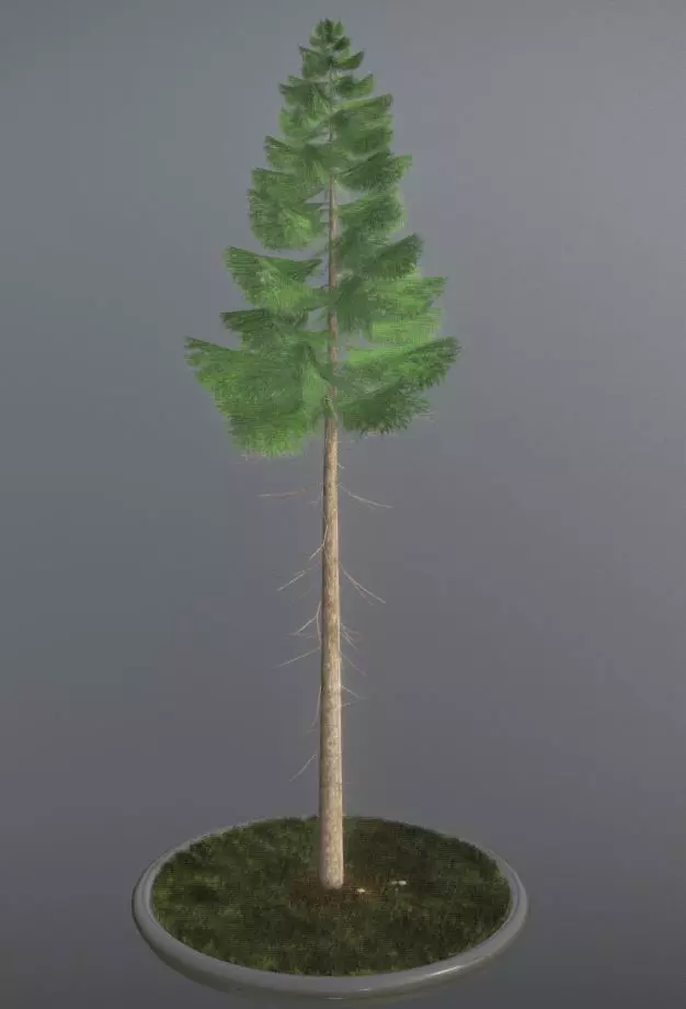 Conifer Tree Spruce - 21 Meter Version 2 Low-poly 3D model_0