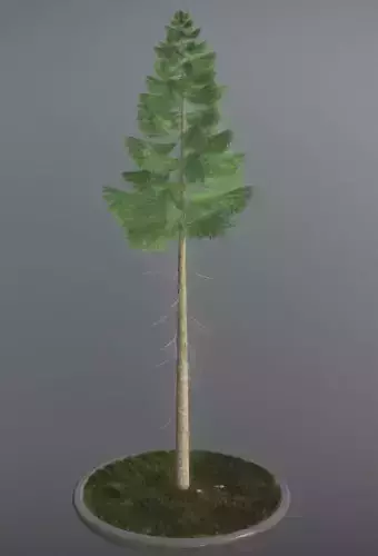 Conifer Tree Spruce - 21 Meter Version 2 Low-poly 3D model Conifer Tree Spruce - 21 Meter Version 2 Low-poly 3D model