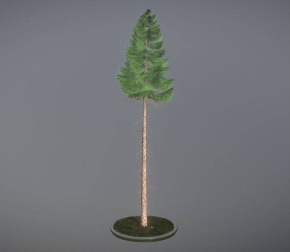 Conifer Tree Spruce - 31 Meter Version 2 Low-poly 3D model