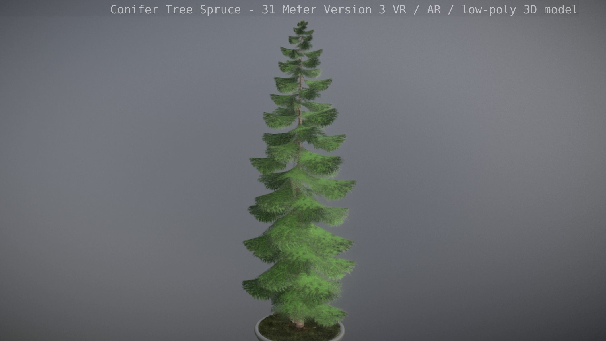 Conifer Tree Spruce - 31 Meter Version 3 Low-poly 3D model_18