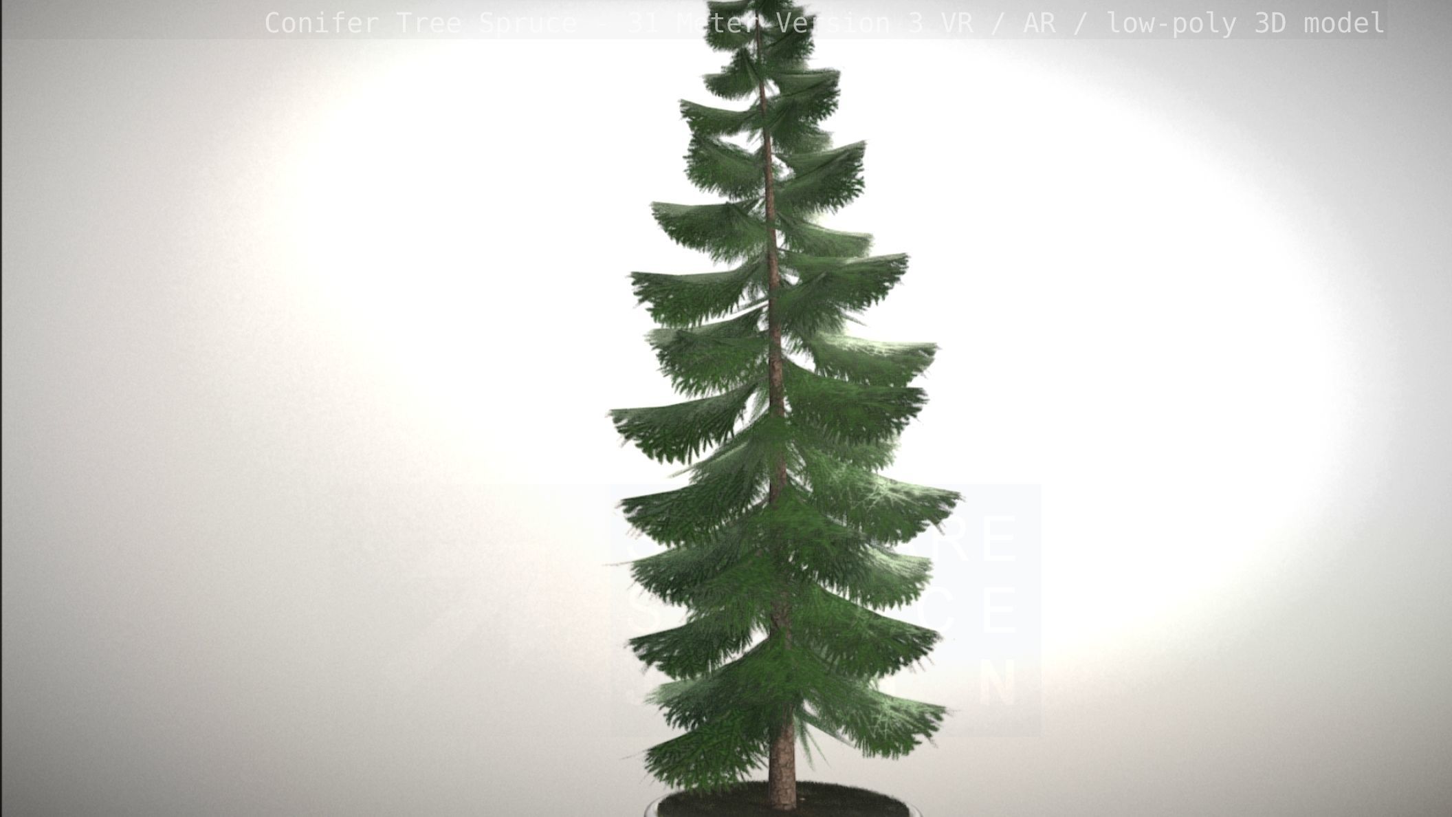 Conifer Tree Spruce - 31 Meter Version 3 Low-poly 3D model_43