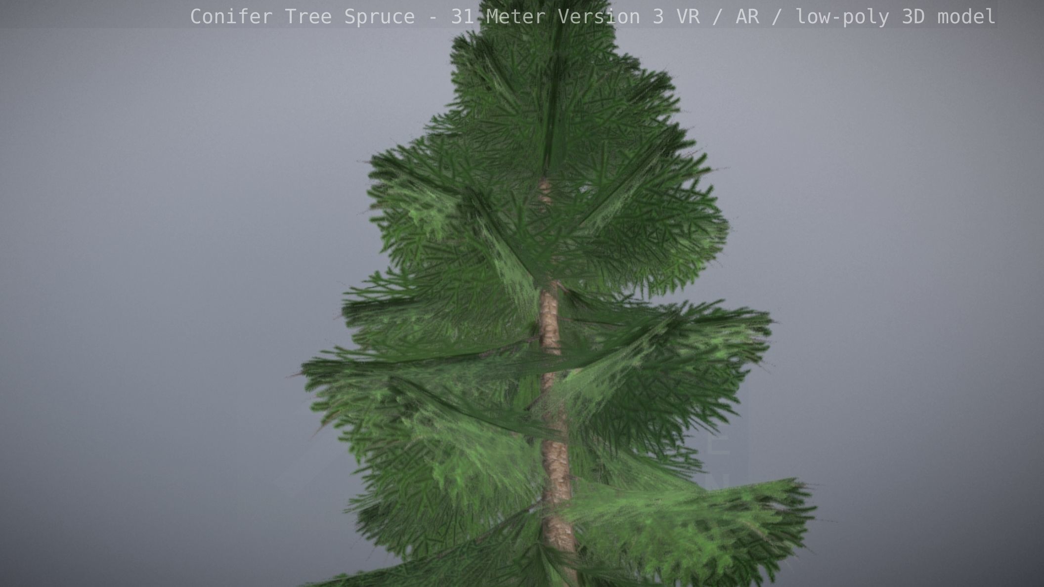 Conifer Tree Spruce - 31 Meter Version 3 Low-poly 3D model_5