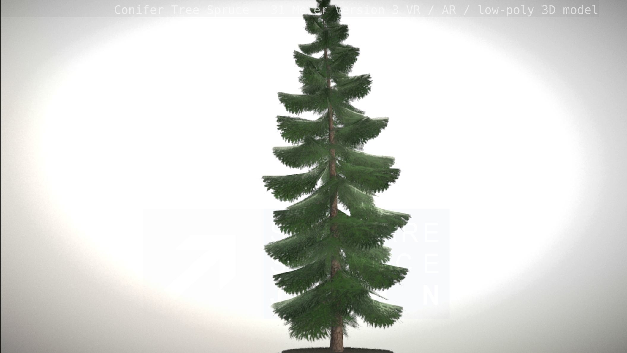 Conifer Tree Spruce - 31 Meter Version 3 Low-poly 3D model_44
