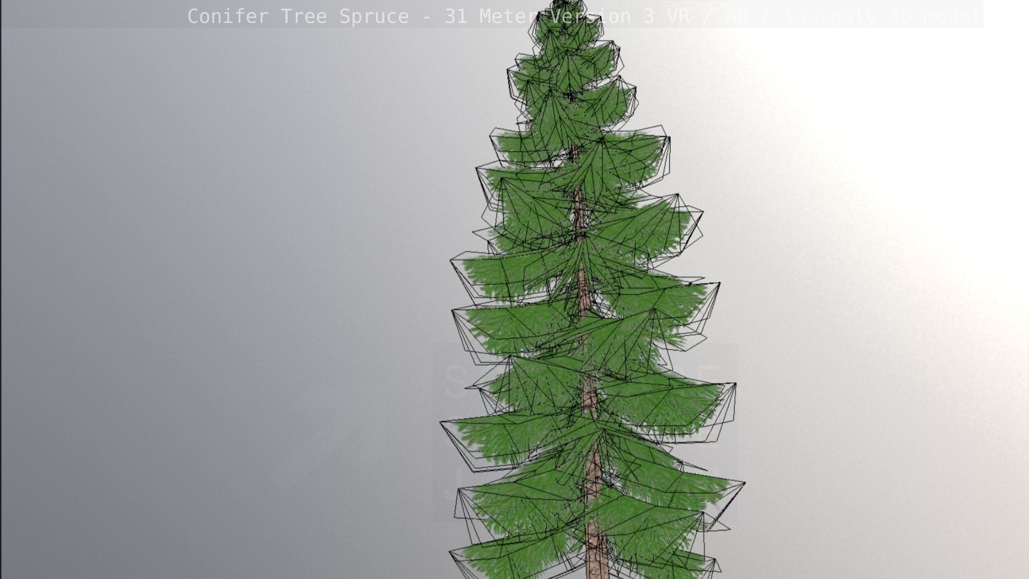 Conifer Tree Spruce - 31 Meter Version 3 Low-poly 3D model_61