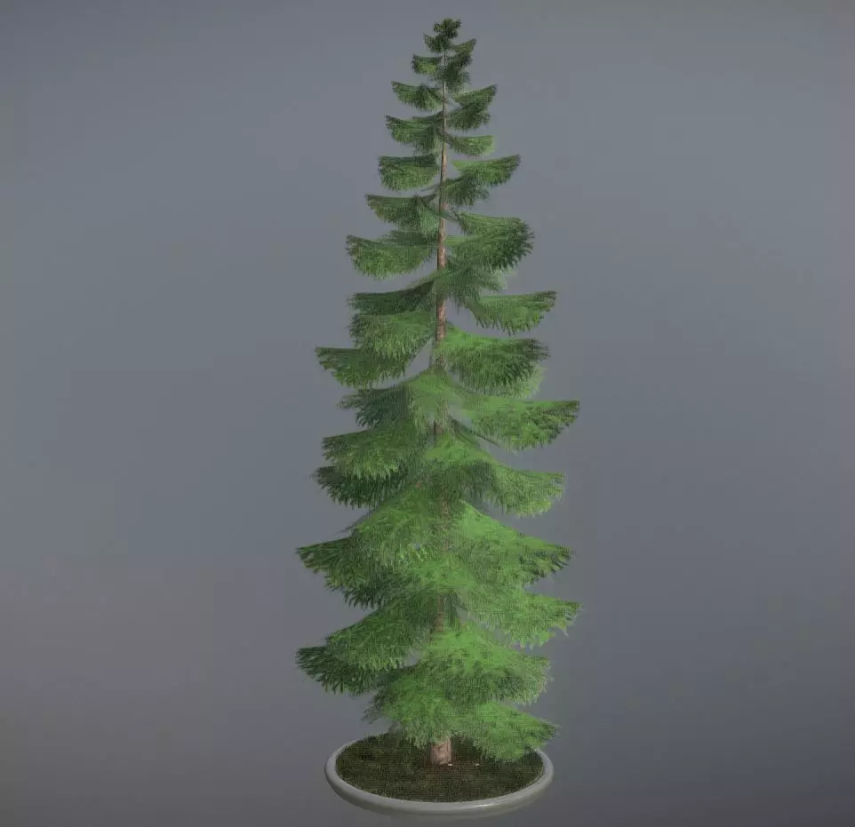 Conifer Tree Spruce - 31 Meter Version 3 Low-poly 3D model_0