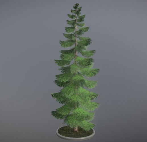 Conifer Tree Spruce - 31 Meter Version 3 Low-poly 3D model
