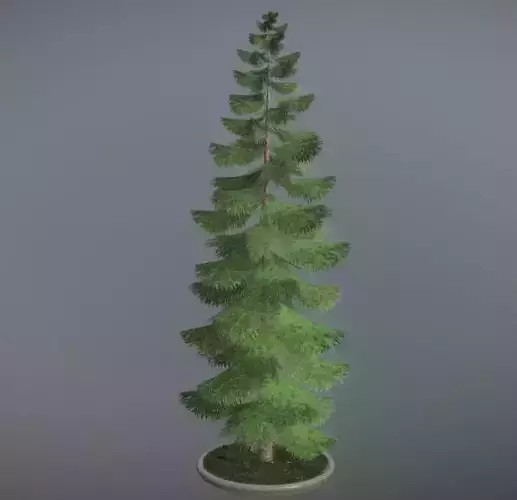 Conifer Tree Spruce - 31 Meter Version 3 Low-poly 3D model