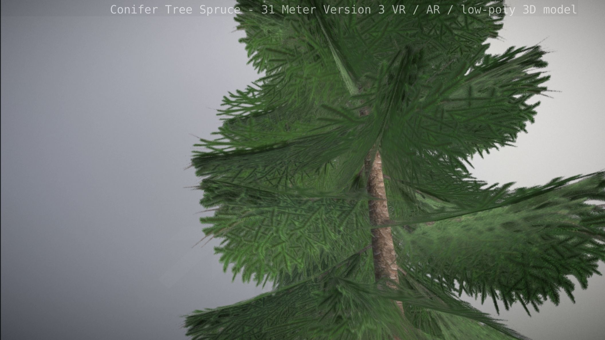 Conifer Tree Spruce - 31 Meter Version 3 Low-poly 3D model_10