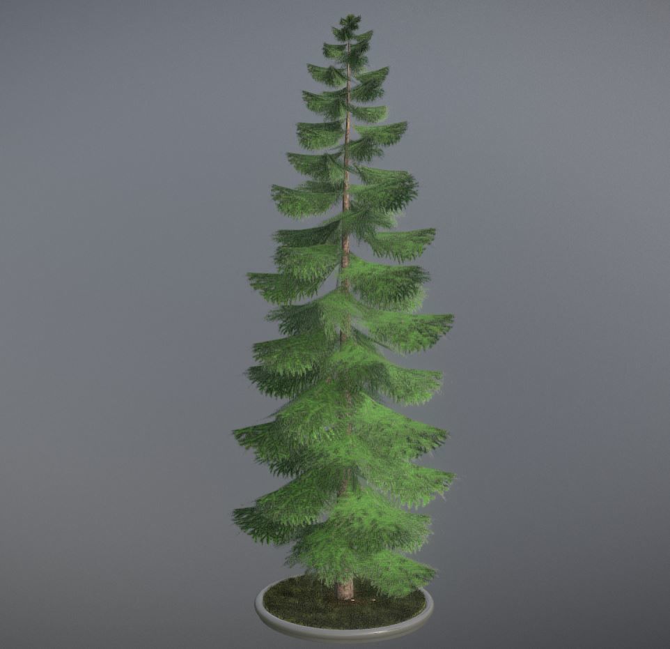 Conifer Tree Spruce - 31 Meter Version 3 Low-poly 3D model_105