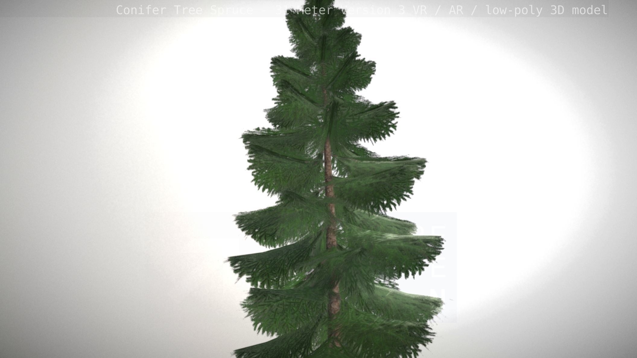 Conifer Tree Spruce - 31 Meter Version 3 Low-poly 3D model_36