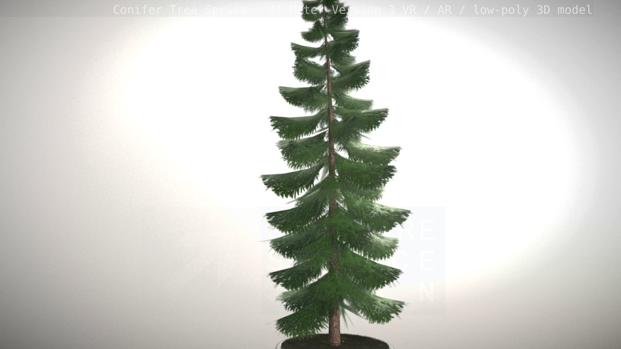 Conifer Tree Spruce - 31 Meter Version 3 Low-poly 3D model_45