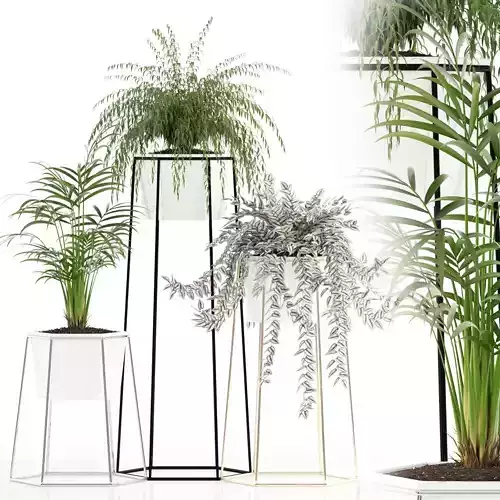 Plants collection 88