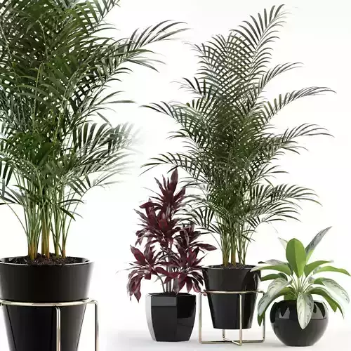 Plants collection 89