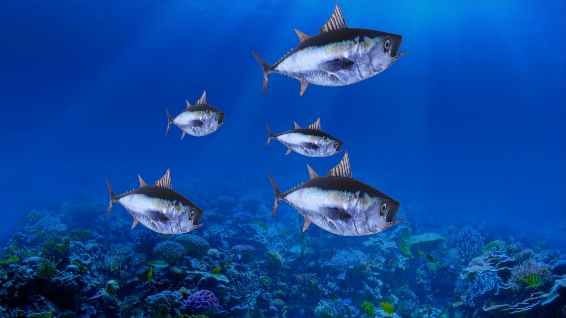 Tuna Fish Lowpoly 3D Gaming model  Low-poly 3D model_1