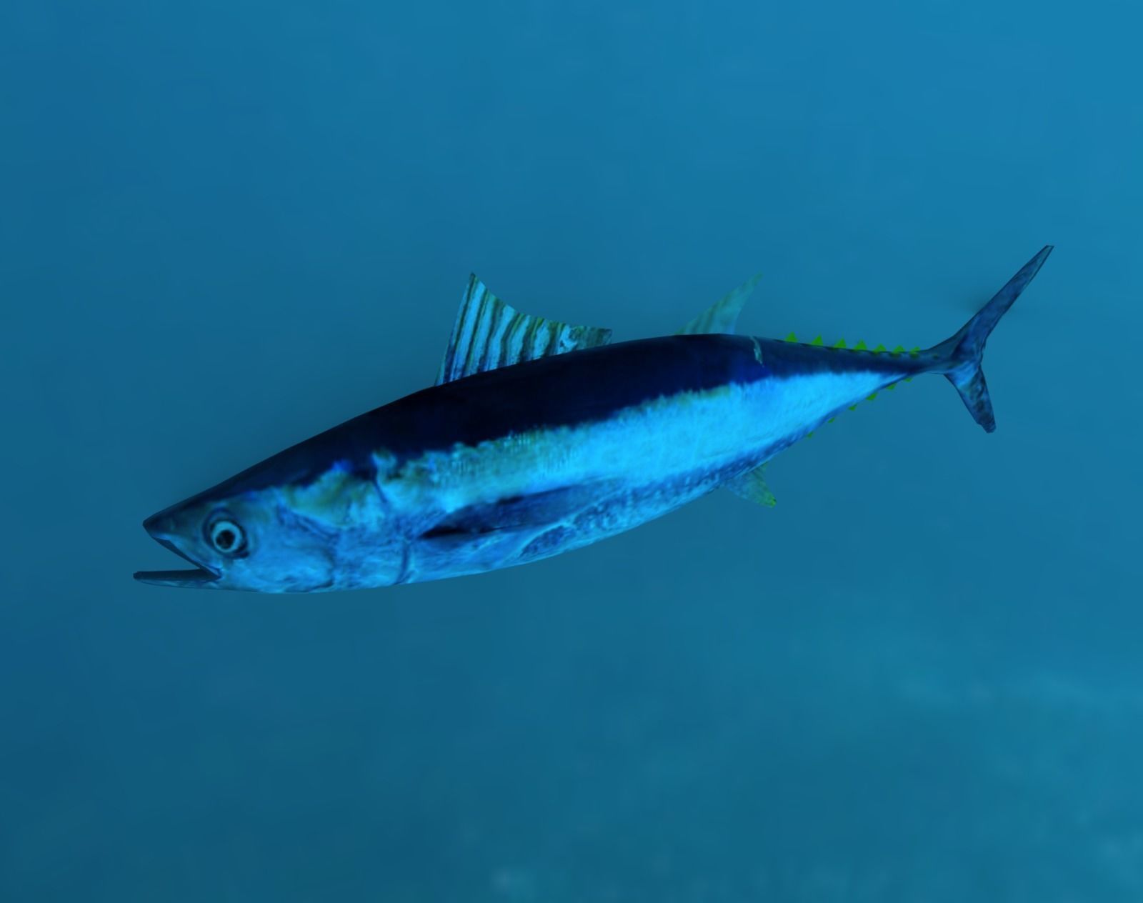 Tuna Fish Lowpoly 3D Gaming model  Low-poly 3D model_7