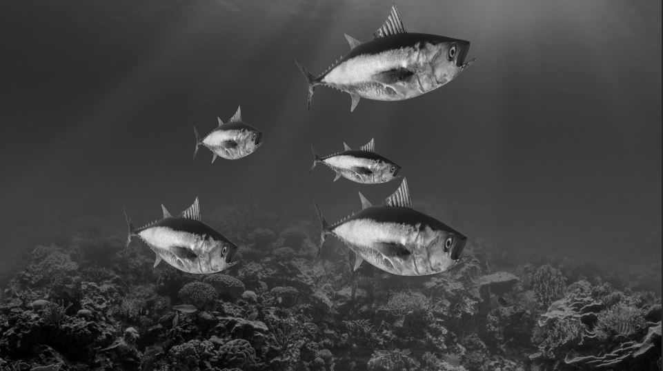 Tuna Fish Lowpoly 3D Gaming model  Low-poly 3D model_5