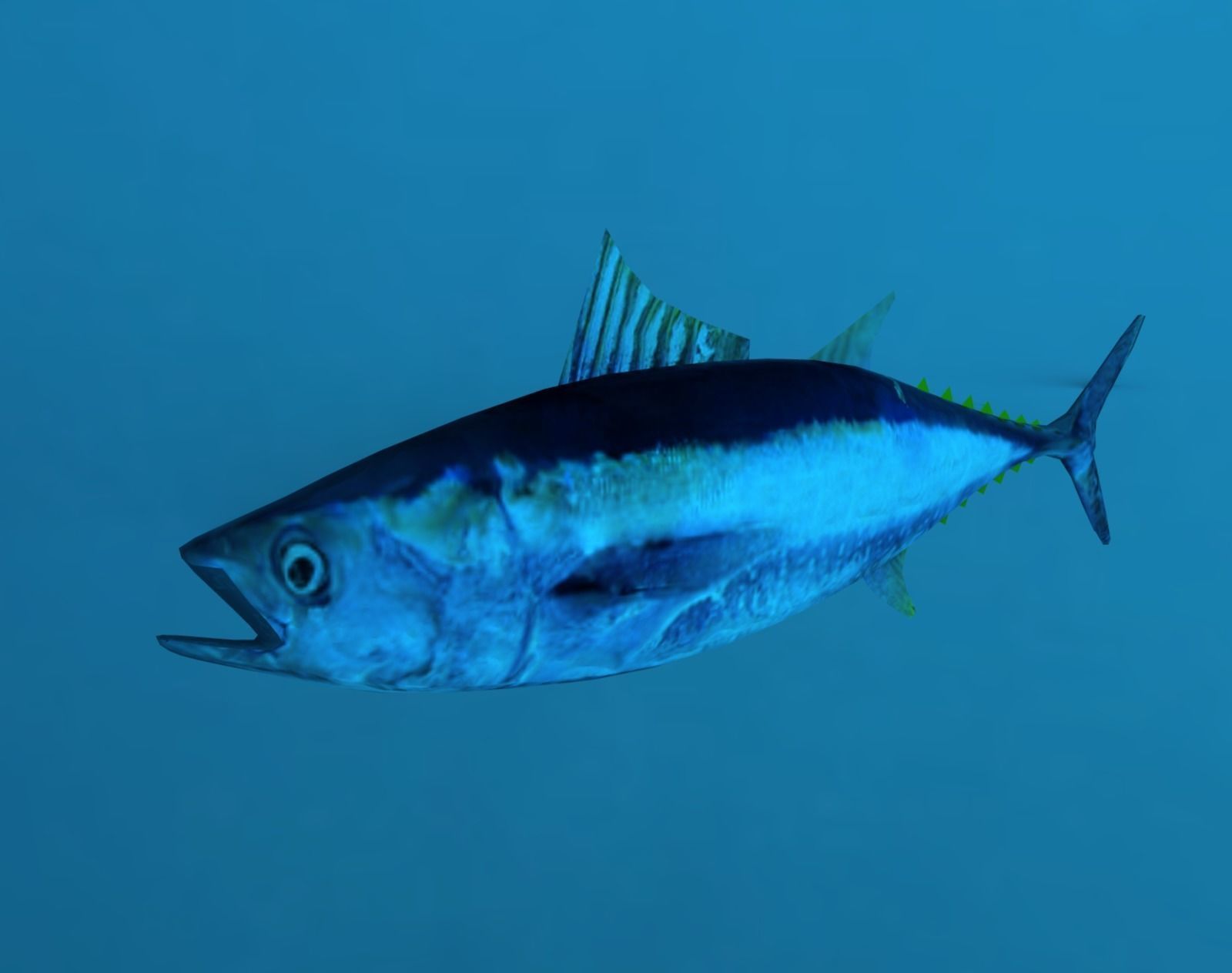 Tuna Fish Lowpoly 3D Gaming model  Low-poly 3D model_6