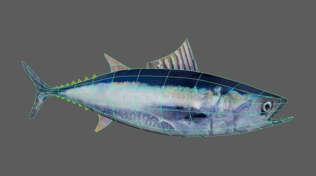 Tuna Fish Lowpoly 3D Gaming model  Low-poly 3D model_2
