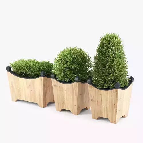 BOXWOOD TOPIARY