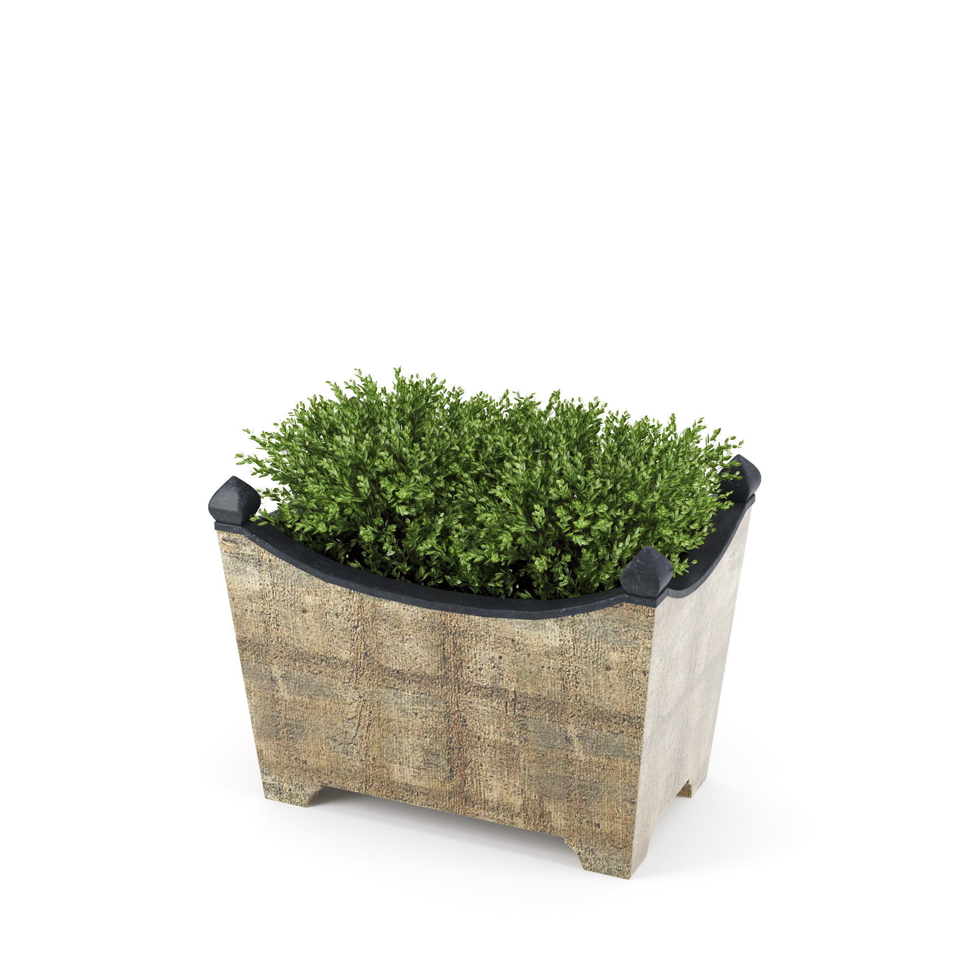 BOXWOOD TOPIARY 3D model_5