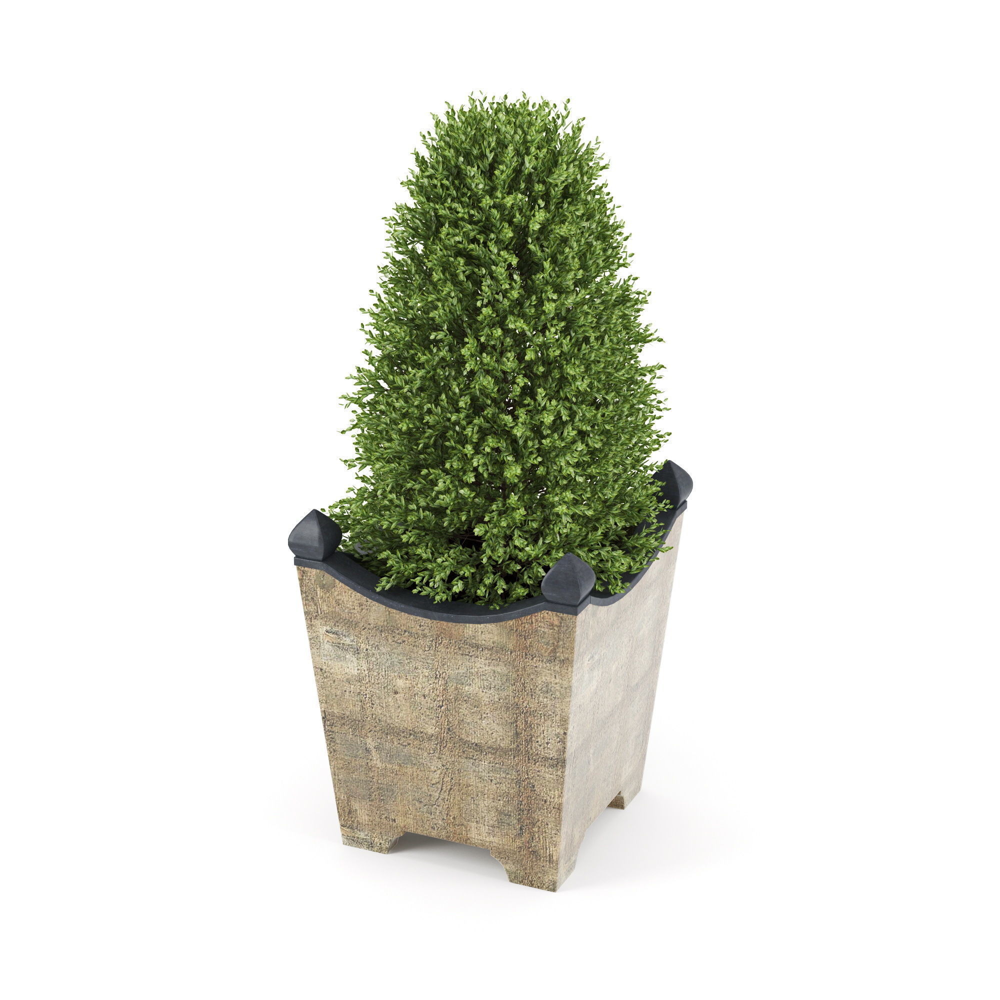BOXWOOD TOPIARY 3D model_3