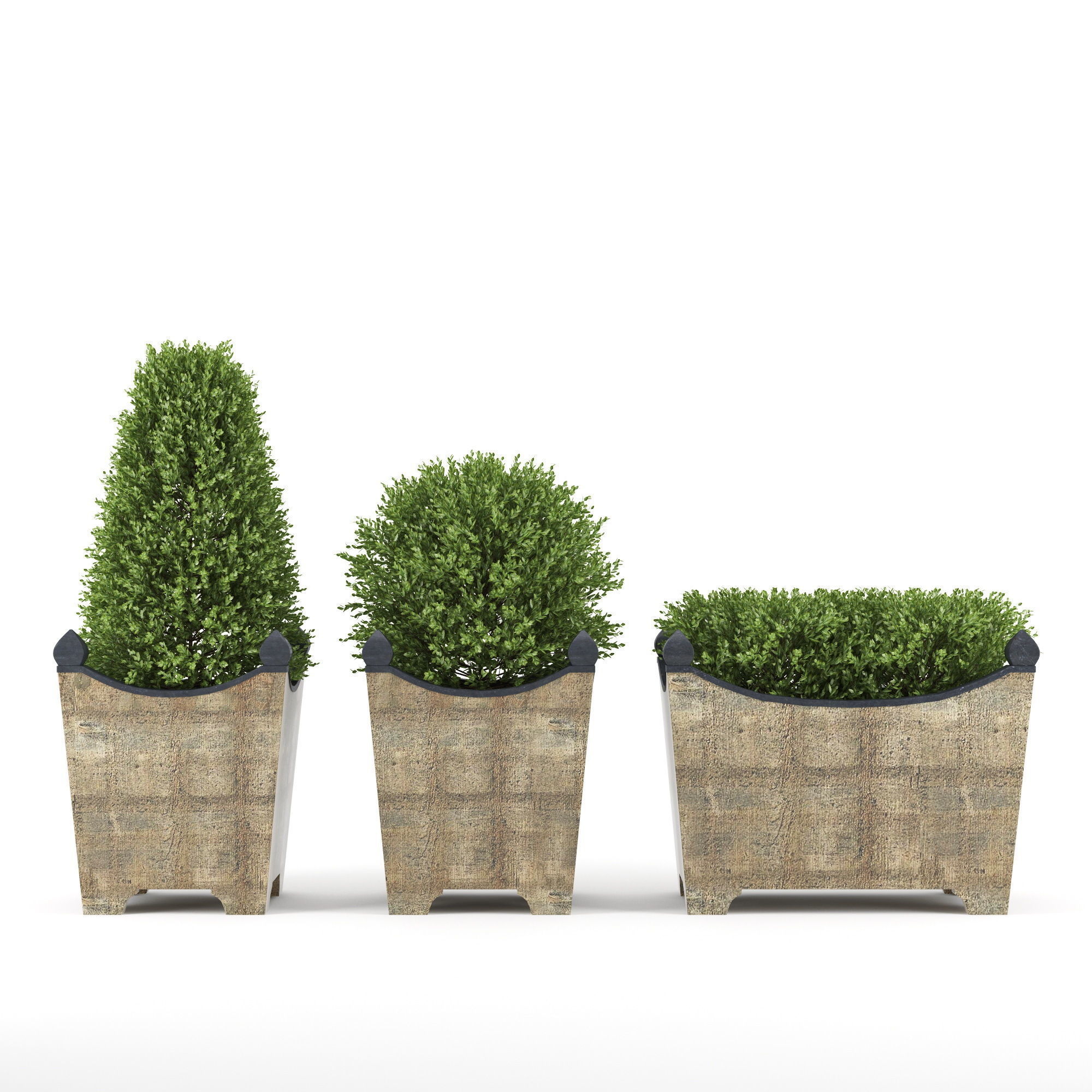 BOXWOOD TOPIARY 3D model_2