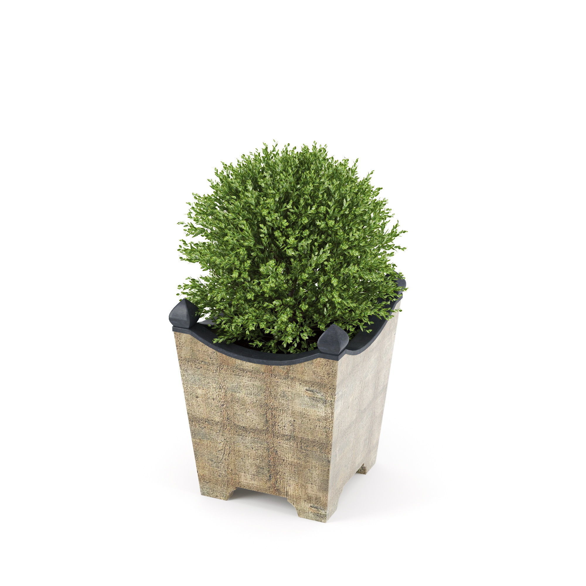 BOXWOOD TOPIARY 3D model_4