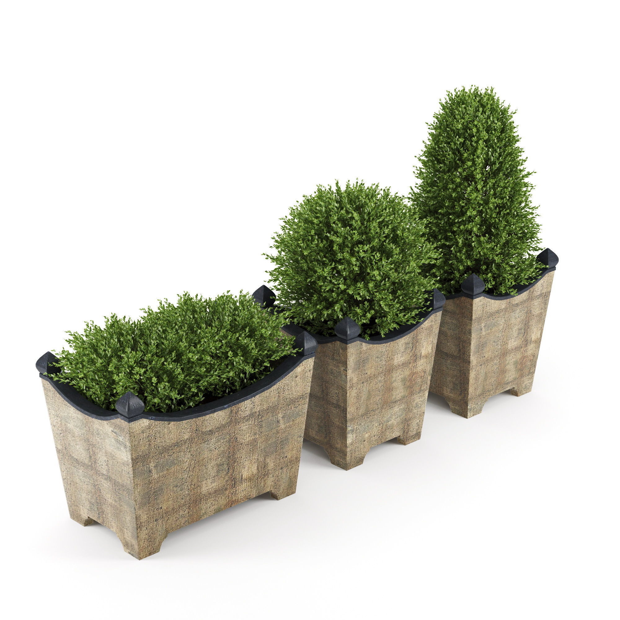 BOXWOOD TOPIARY 3D model_1