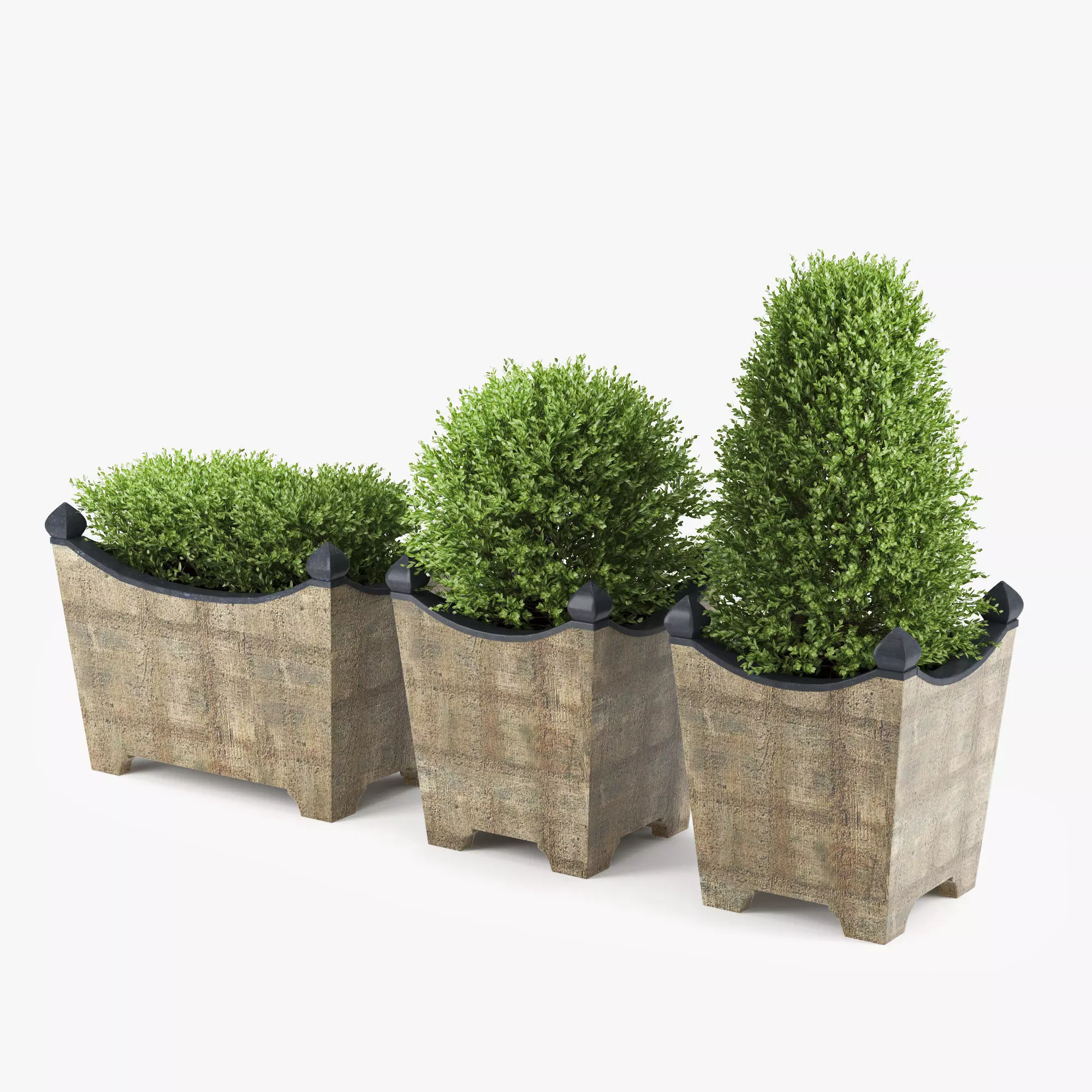 BOXWOOD TOPIARY 3D model_0