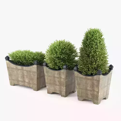 BOXWOOD TOPIARY