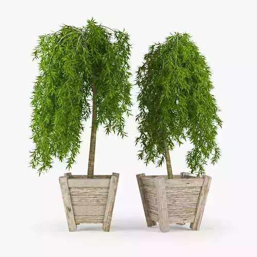Larix two potted willow trees 3D model