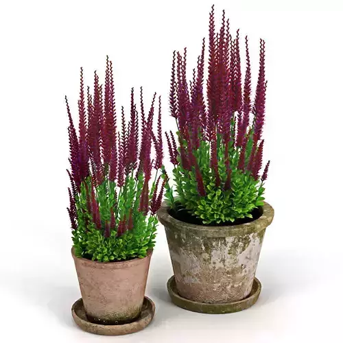 Red plant Calluna