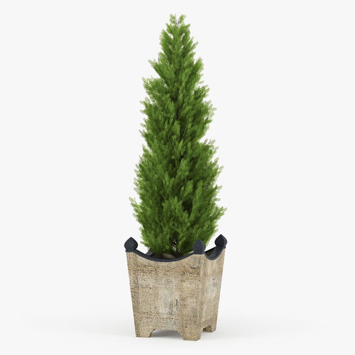 Thuja pine tree in wooden pot 3D model