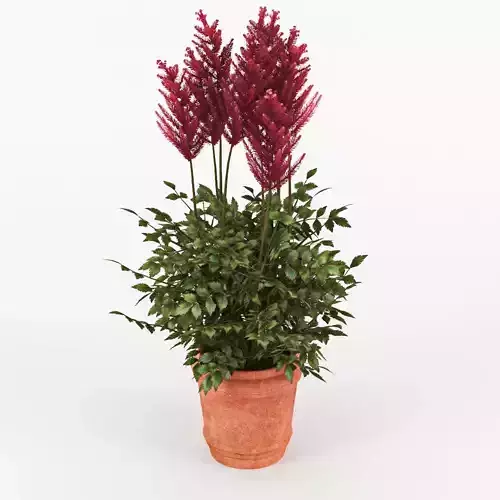 Astilbe plant in pot